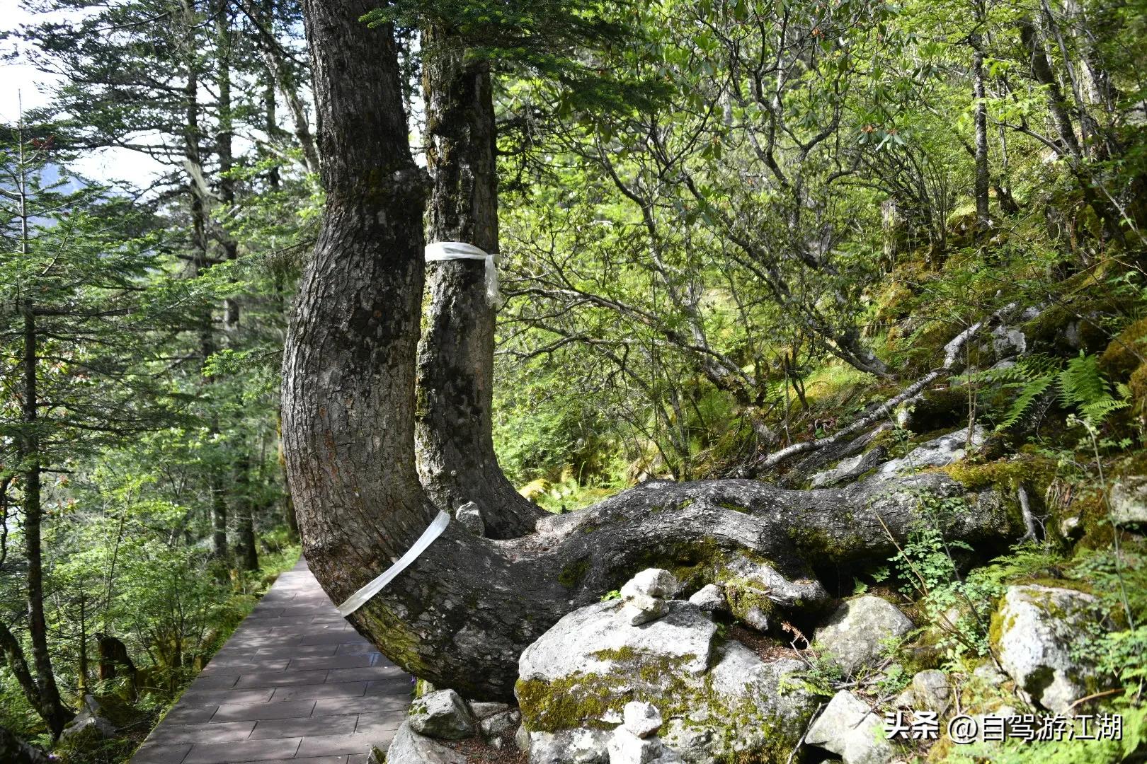 木格措游玩,游玩木格措景区要多长时间