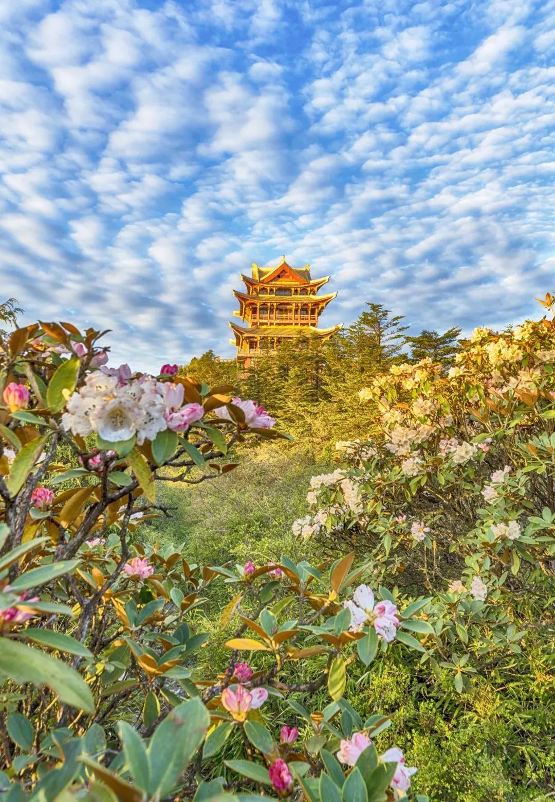 2020五一峨眉山开放的景点,五一峨眉山旅游攻略