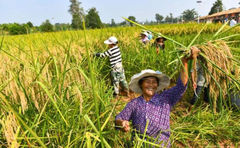 竹子和水稻杂交产量高吗,杂交竹稻亩产多少公斤