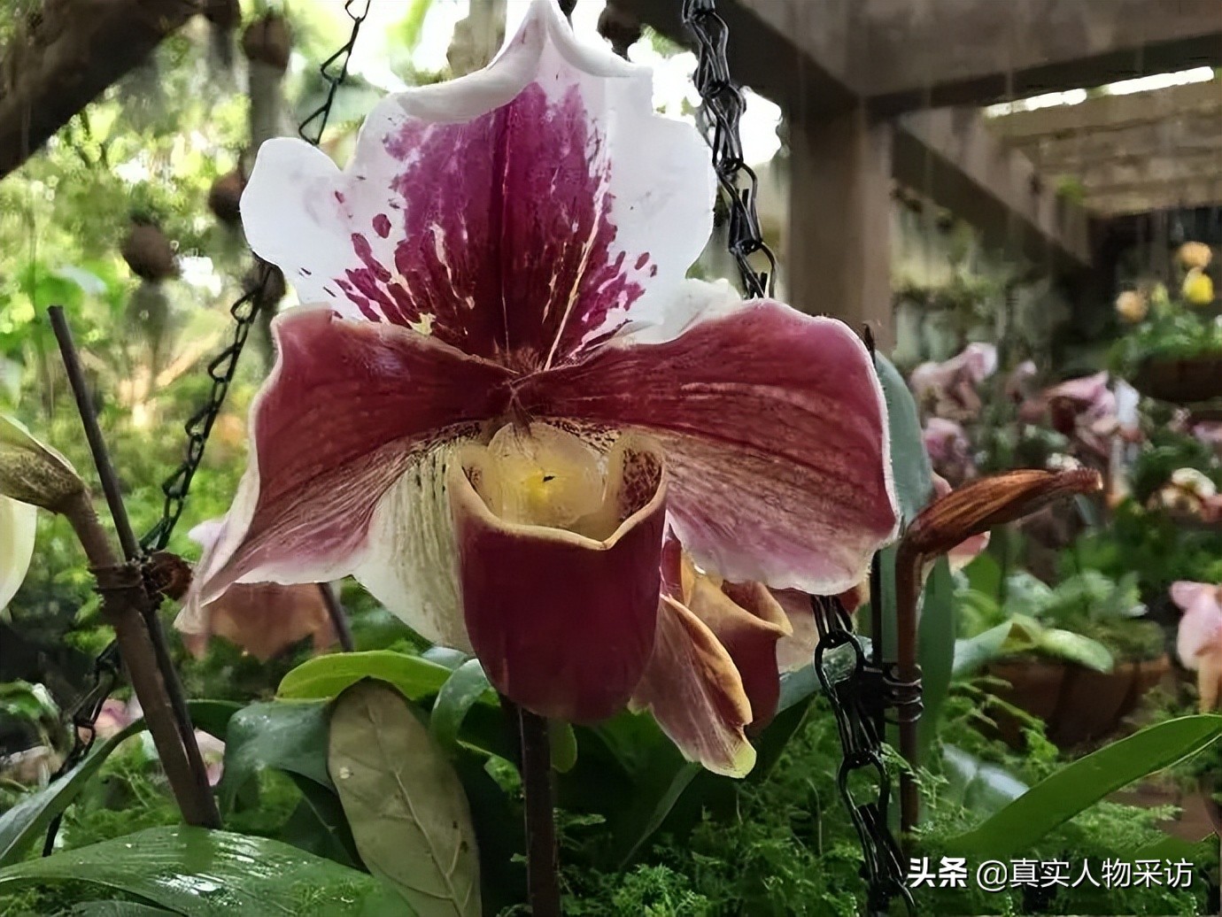 中科院在读博士专业冷门怎么就业,中科院冷门专业