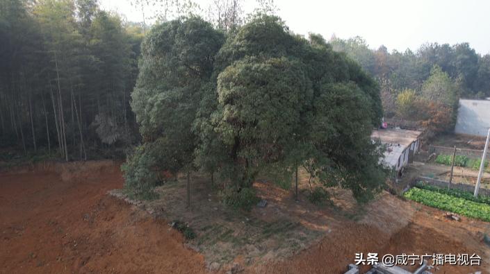 湖北崇阳古桂群落,咸宁市古桂花树保护条例