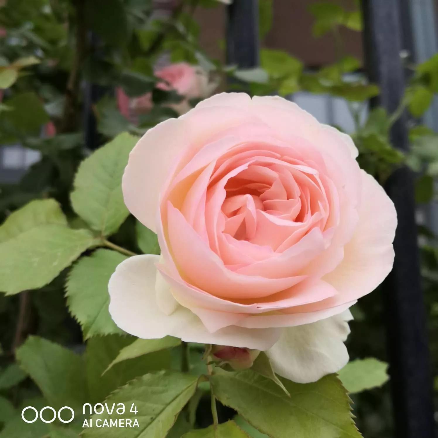 月季品种醉花,月季品种大全及图片欣赏