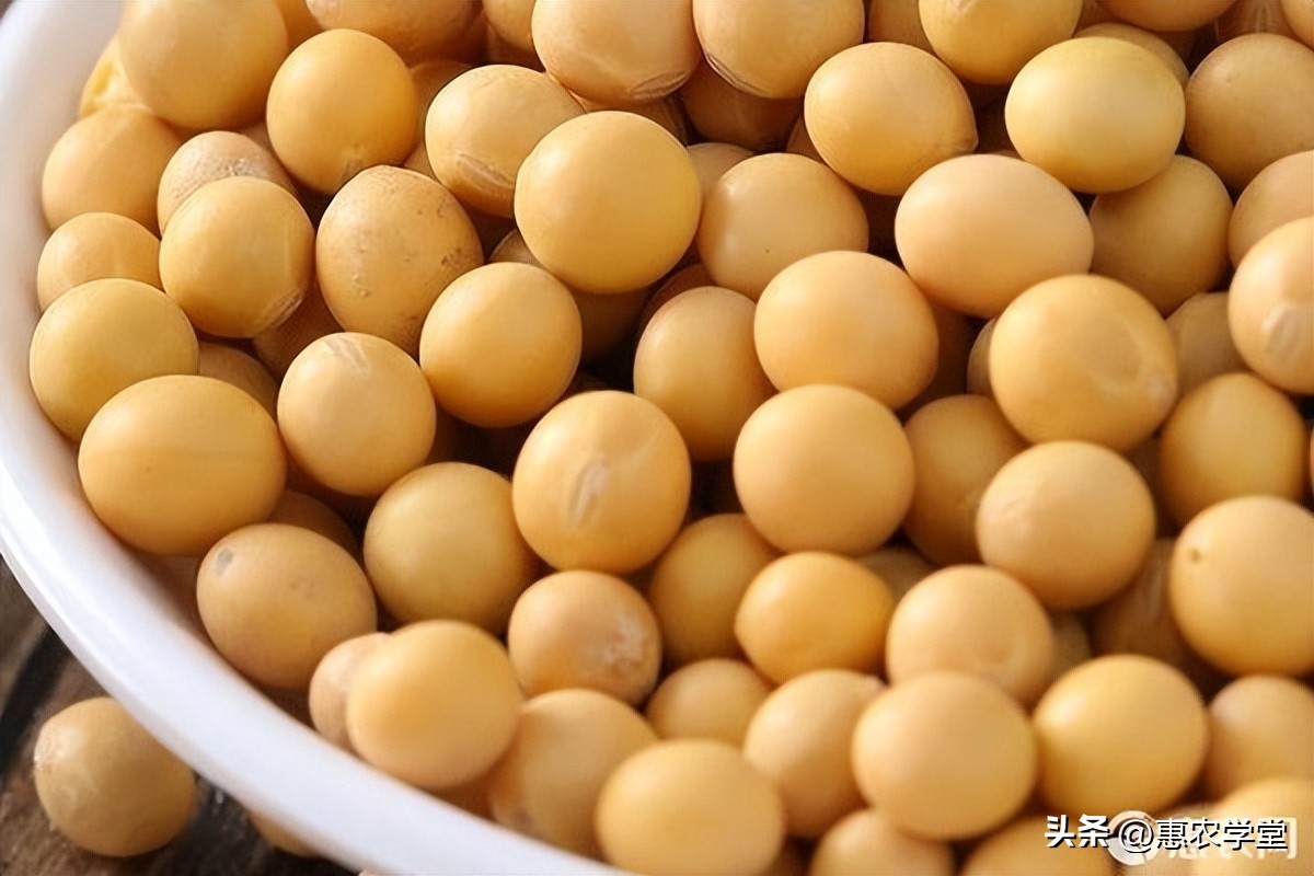 中国今日大豆价格走势大全,大豆还会涨价吗今日大豆价格