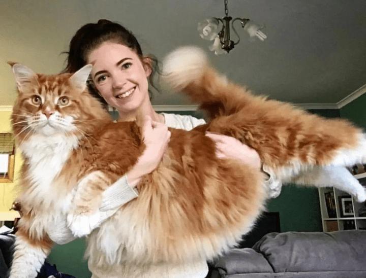 缅因猫最便宜多少钱一只,缅因猫最便宜多少一只