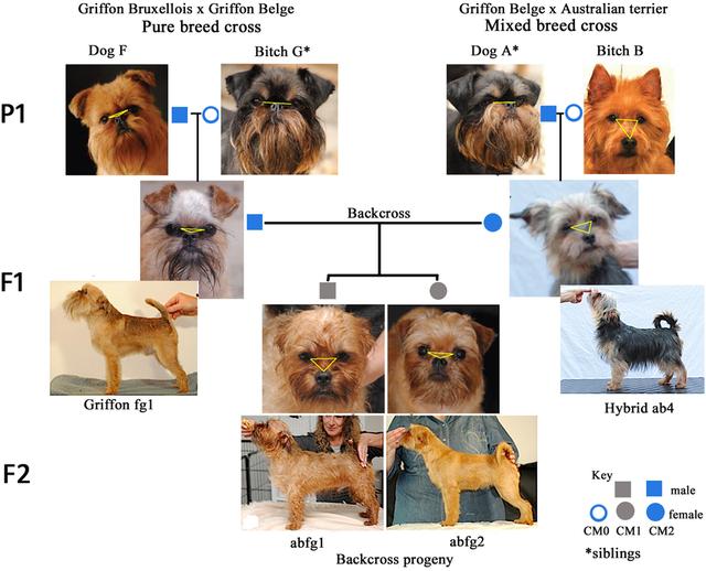 品种越纯越好？人类禁止*亲近**繁殖，为什么却要让狗“回交”？