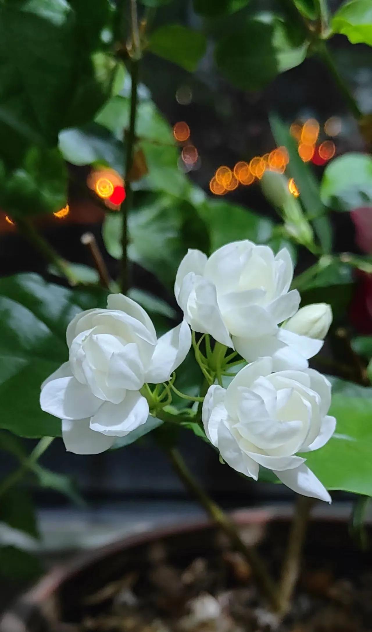 霓裳仙子图片,霓裳仙子汉服