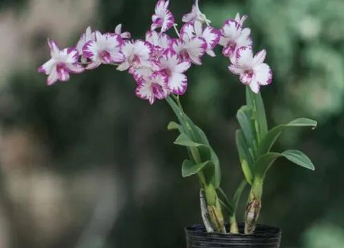 十种最有名的兰花图片,最美的100种兰花图片