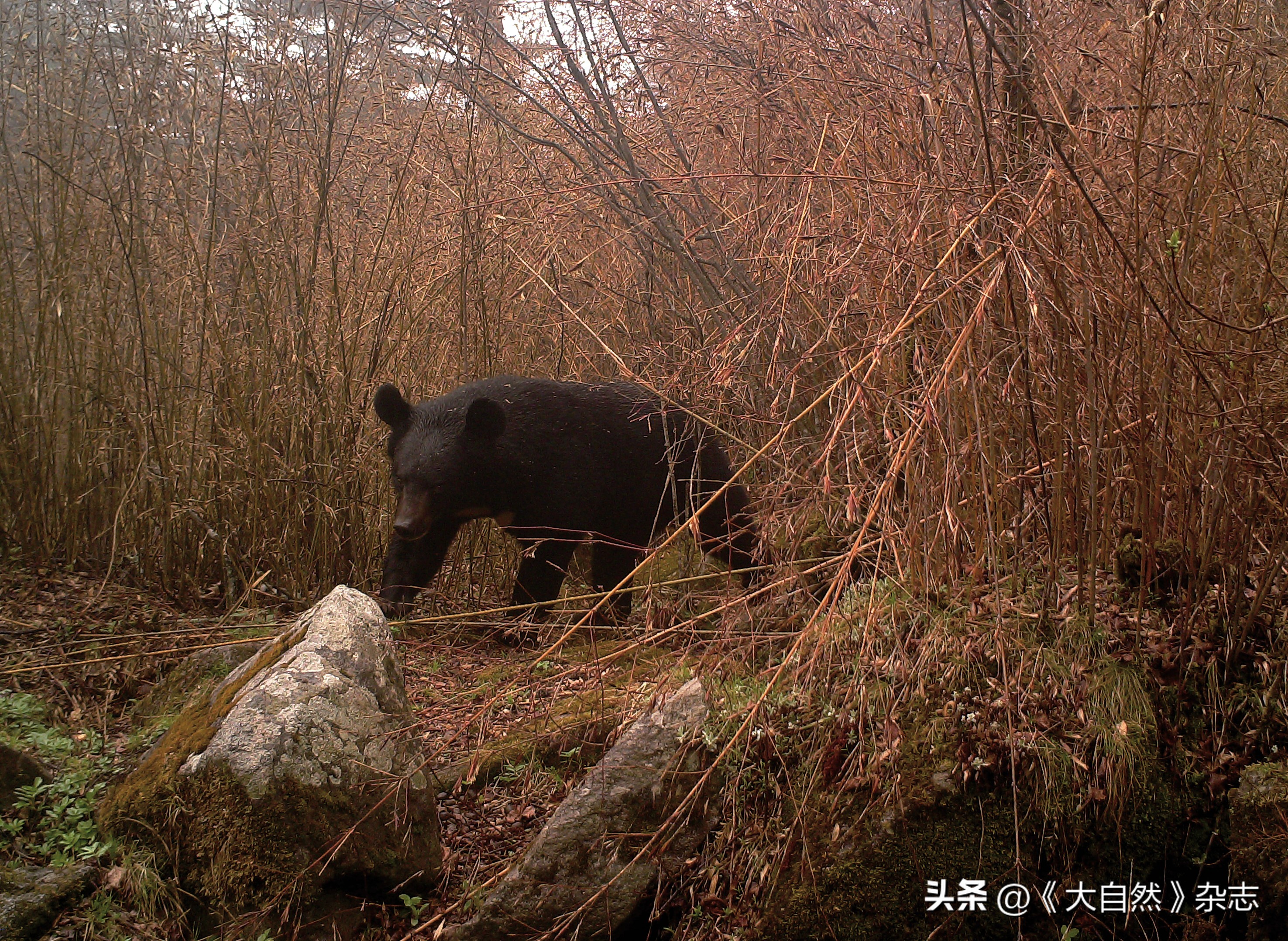 秦岭森林公园大熊猫,野生大熊猫熊洞