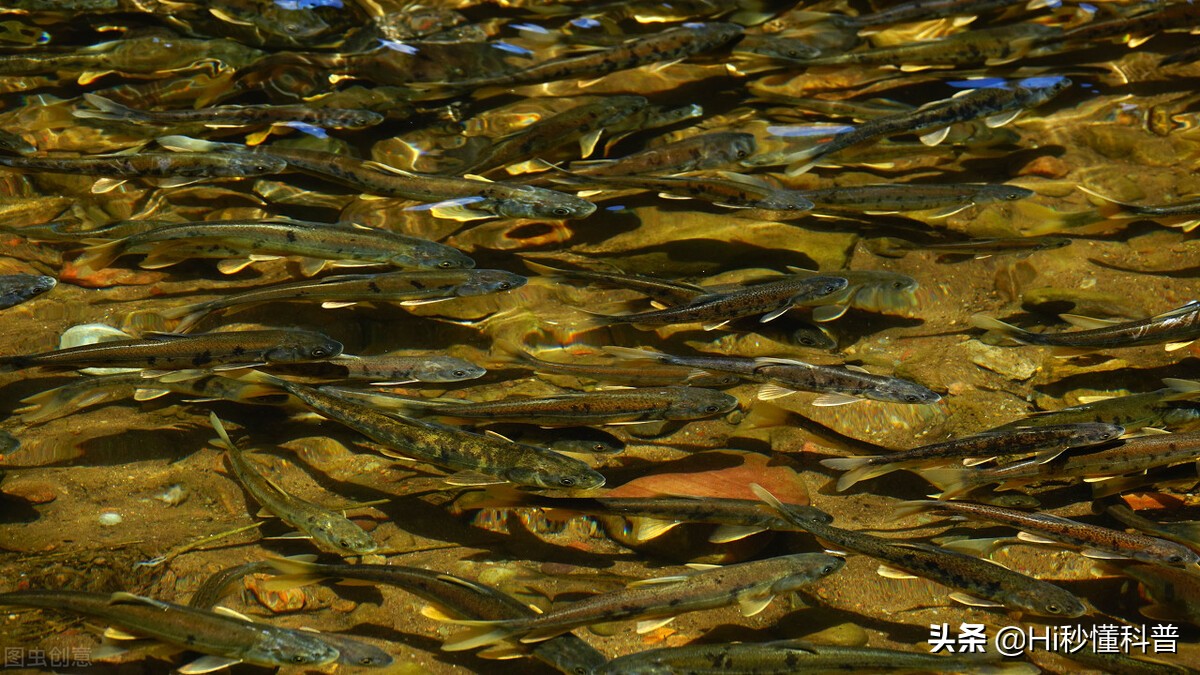 青海湖的救星：3年吃掉7万吨现数量恢复，黑色市场可浮上台面？