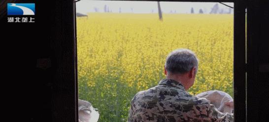 油菜花开飘香四溢,油菜花开花香四溢文案