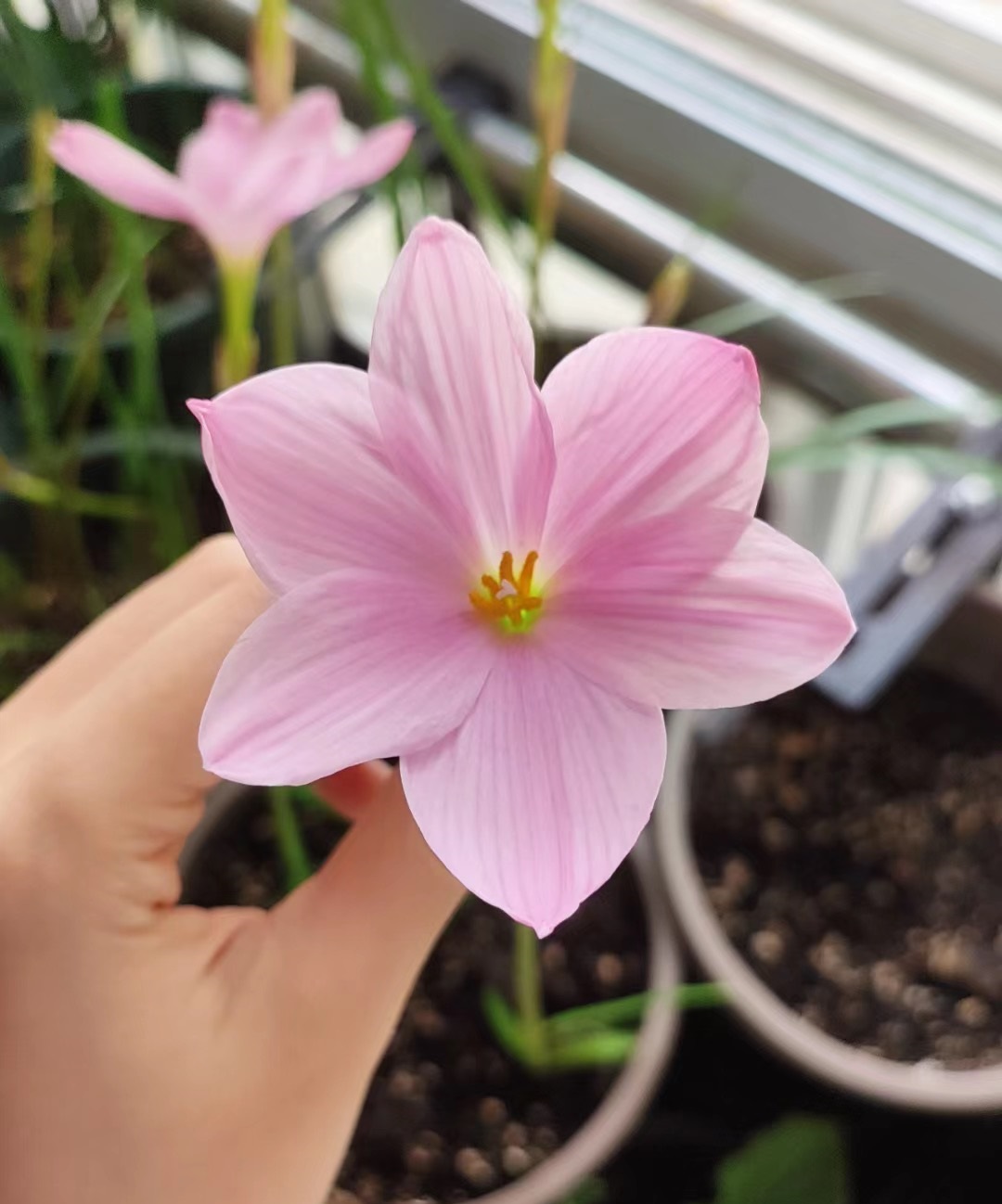 花期长好看耐寒耐高温的花好养,花期长耐热耐寒又好养的花