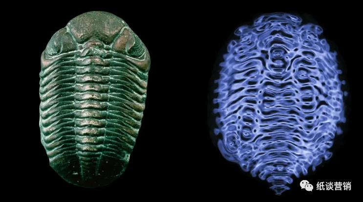 十二地支本身的字义,十二地支的详尽解释图