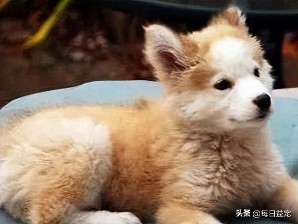 金毛不听话一直挠门怎么训,金毛挠门怎么办