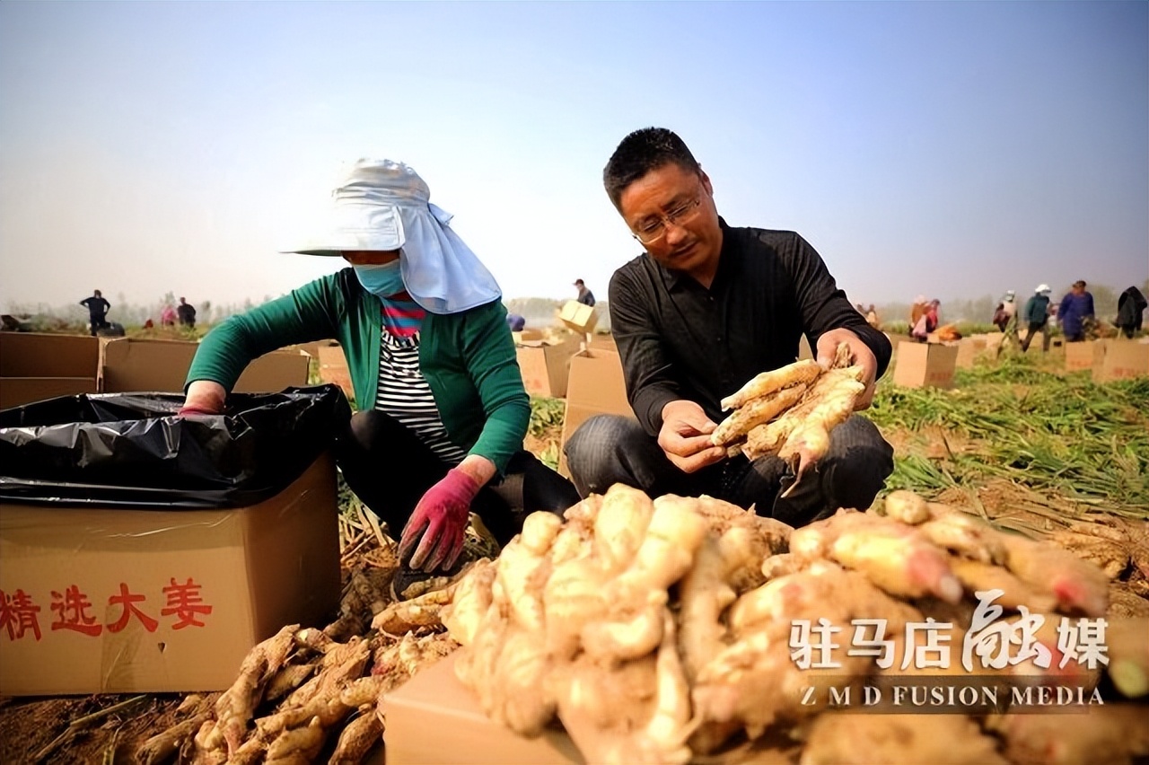 驻马店生姜种植基地,驻马店附近大姜种植基地