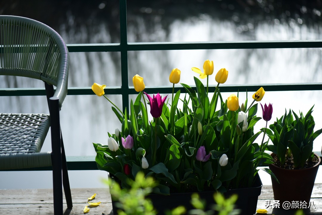 盘点今年河马花园里最美的几款郁金香|园丁