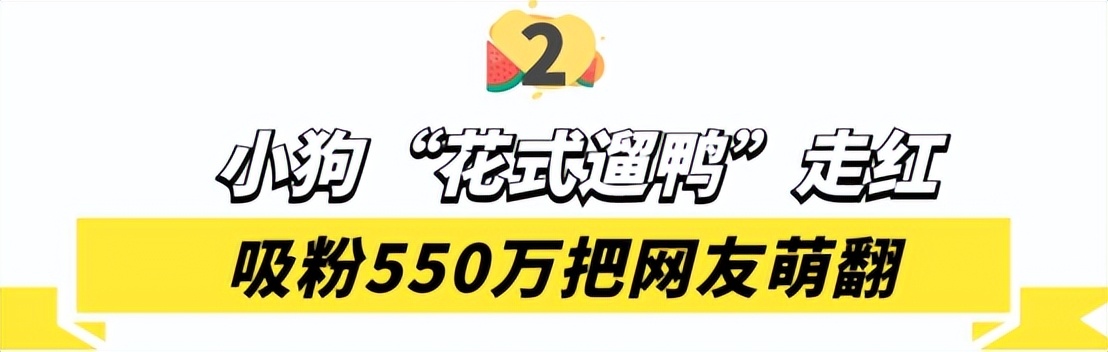 “狗界巅峰”：“把鸭当妈”骑鸭背上，全网最萌小狗吸粉550万