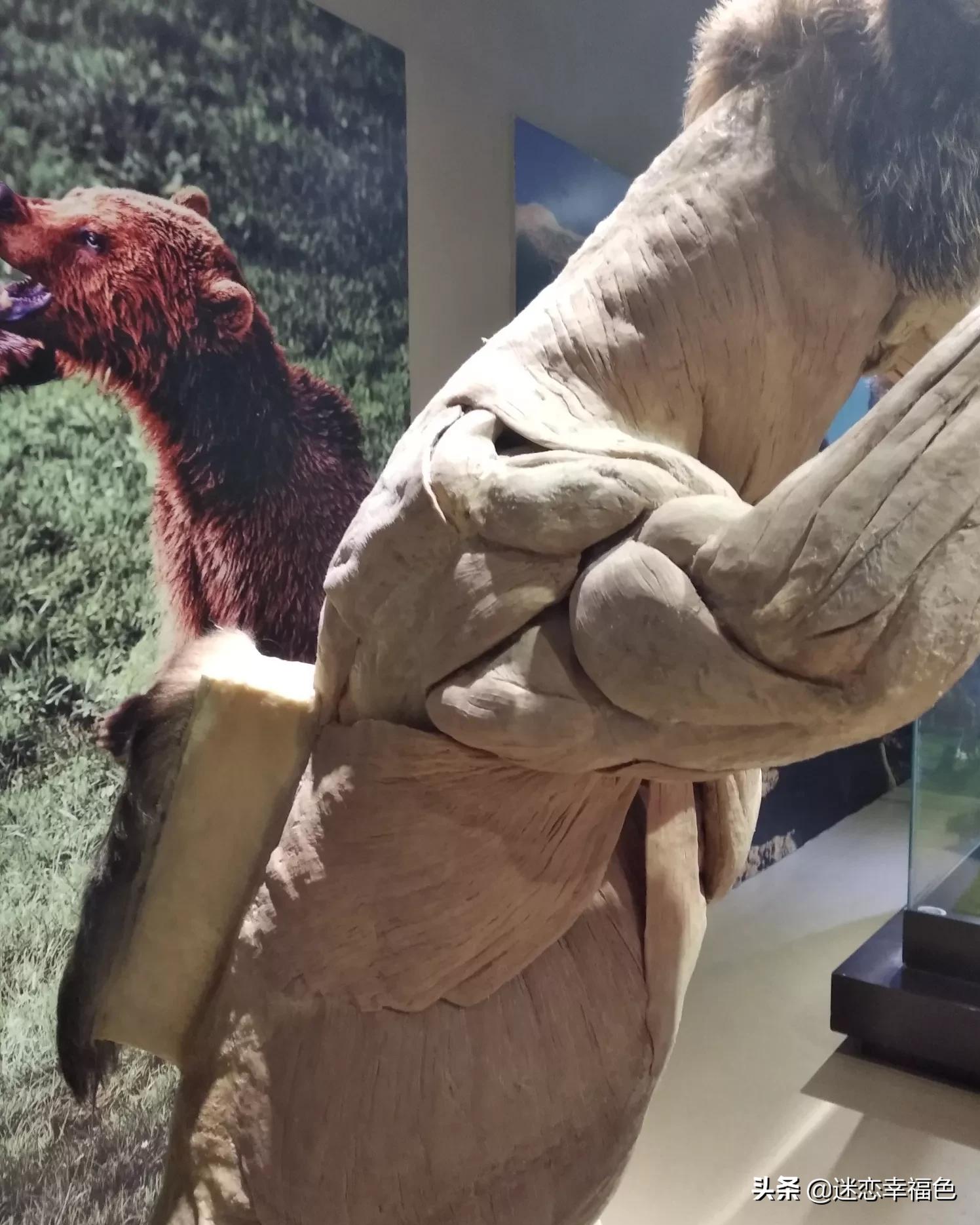 大黑熊伤人,黑熊是怎么伤人的