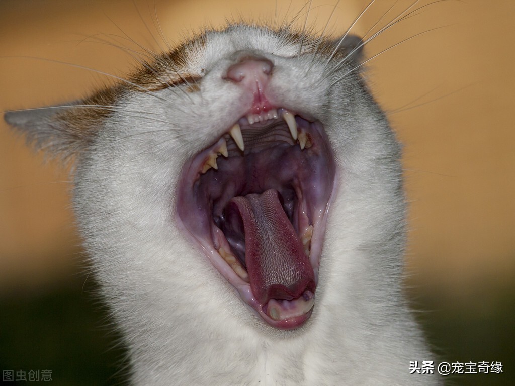 为什么我养的猫很瘦,为什么我养的猫都很凶