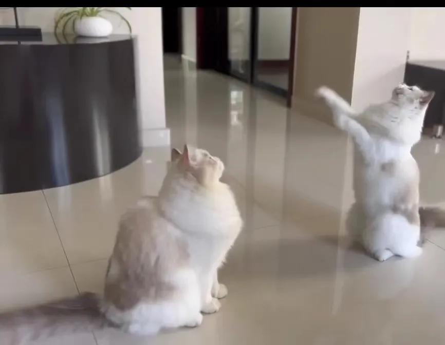 猫咪祖先是剑齿虎吗,猫咪的祖先图