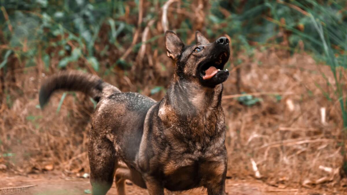 本地土狗哪些品种比较过大众一点,中国土狗都有哪些