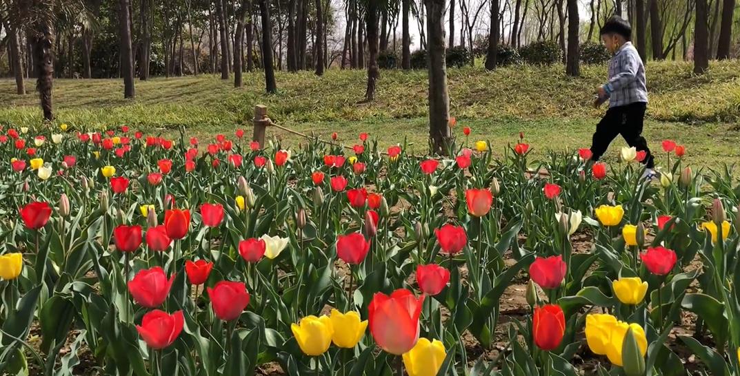 郑州春天去哪里旅游,郑州周边适合春天去的地方