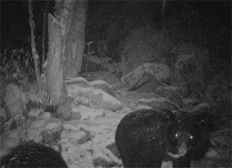 1981年苏联飞机失事幸存者,苏联飞机坠落真实事件