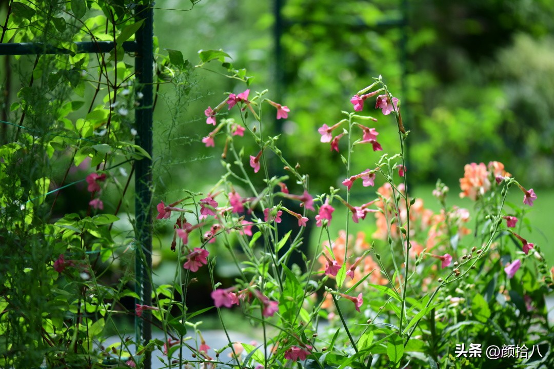 冬天开花的室外花卉盆栽,温室盆栽观花花卉植物