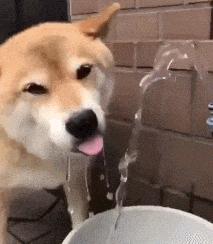 狗狗吃驱虫药拉稀,狗狗拉稀怎么回事啊