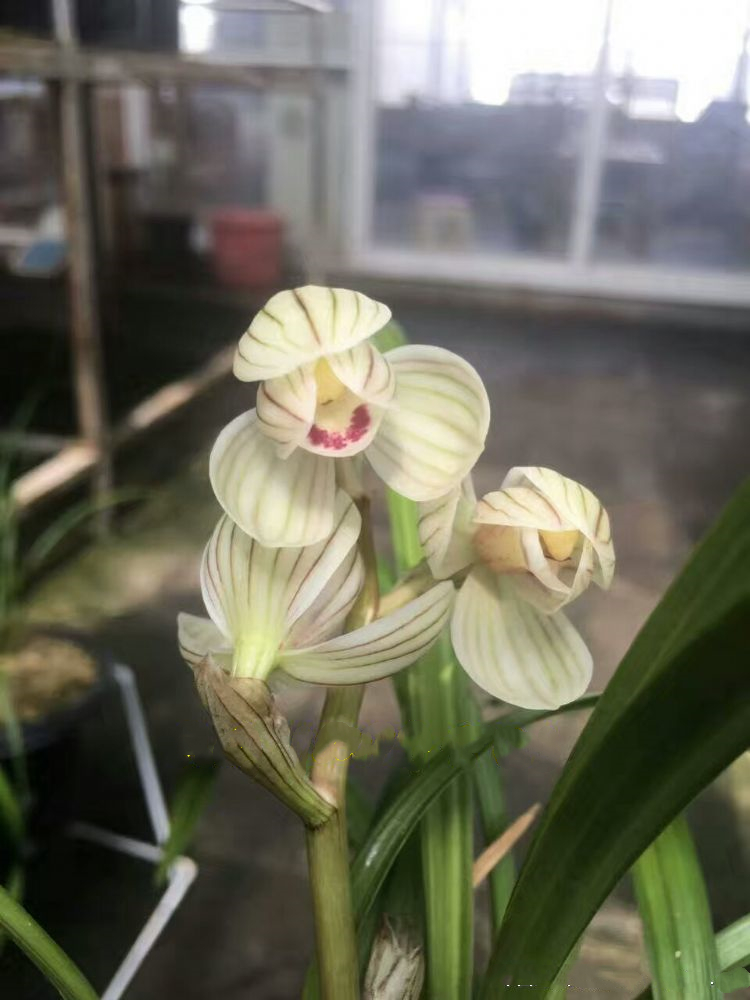 他花重金收购一棵兰花，并以妻子之名命名，后来该花叱咤兰界多年