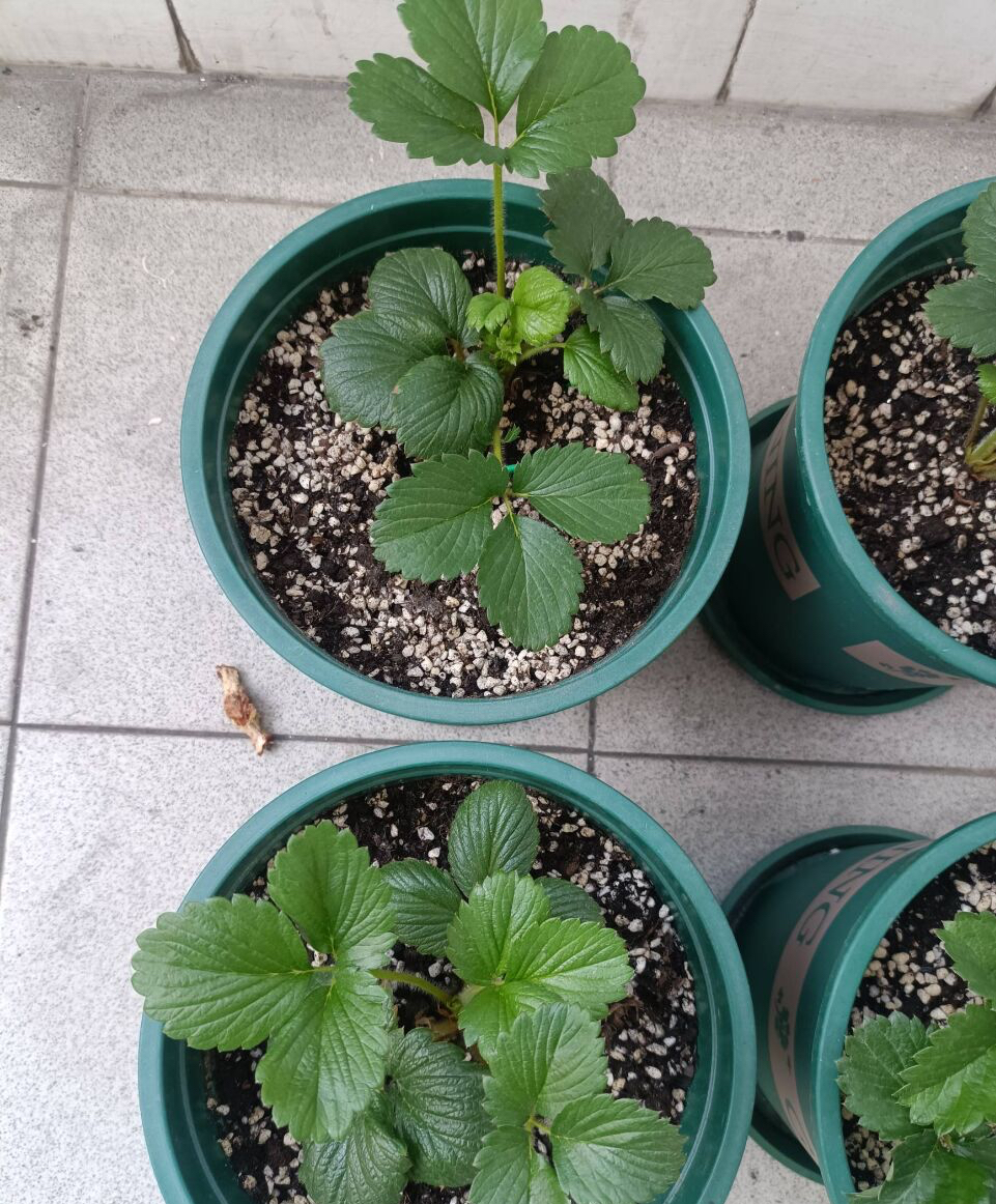 阳台种草莓的技巧和正确方式,在家里阳台种草莓收获时的喜悦