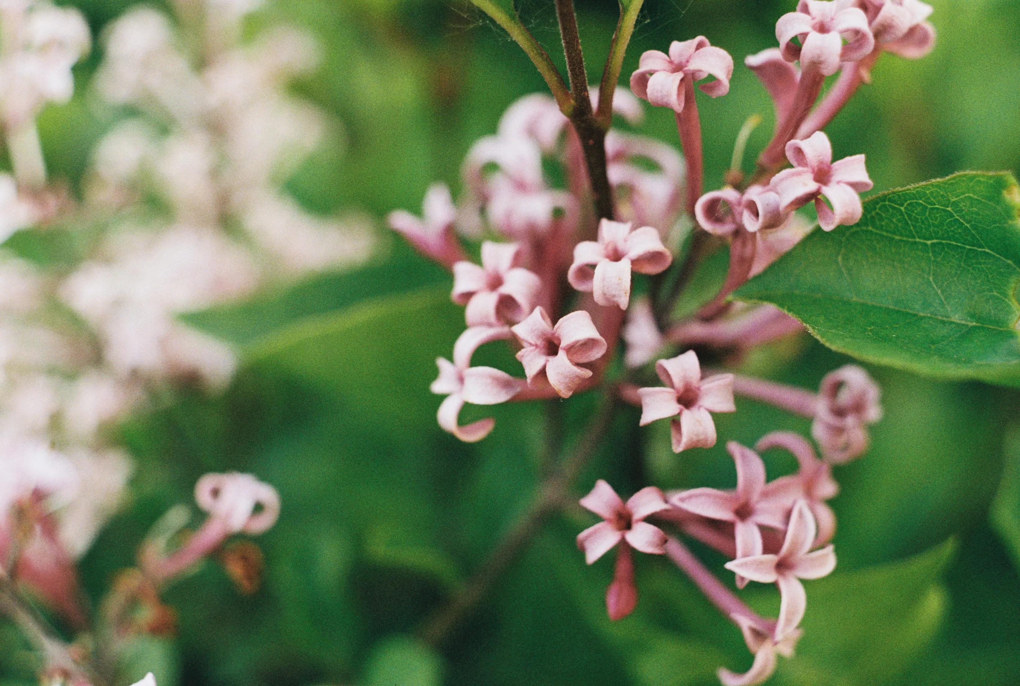 爱克山泰相机所有型号,爱克山泰相机实拍