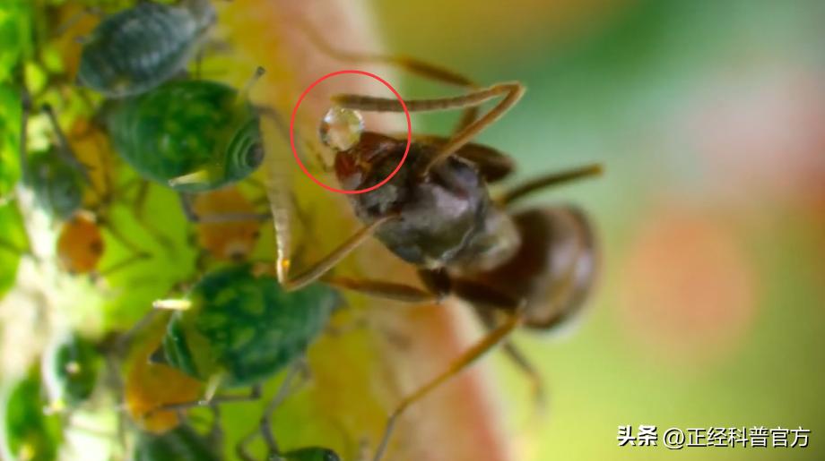 自然界中逆天的动物,大自然中智商高的动物