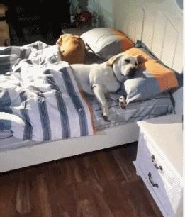 狗狗交配背靠背在一起，有必要将它们分开吗？