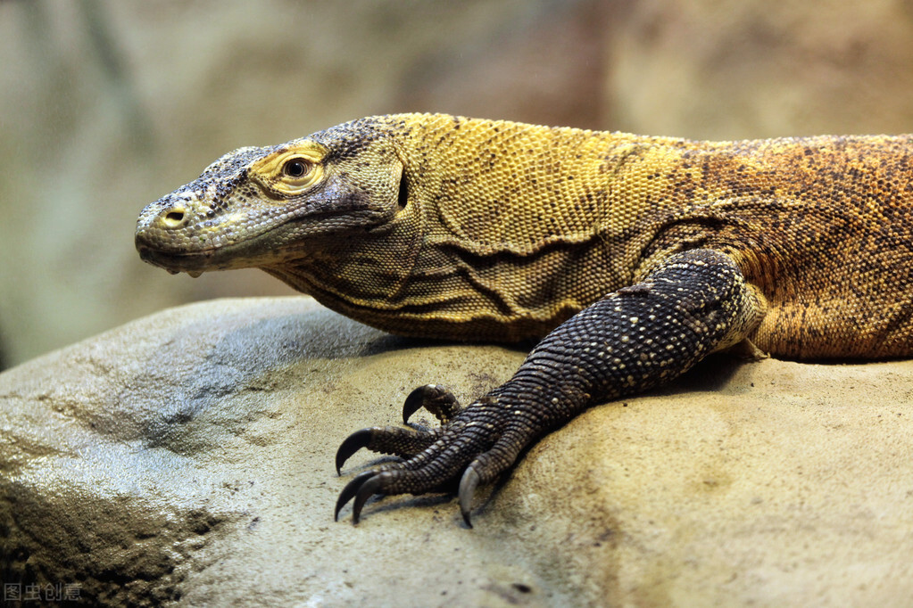 各个国家的国宝大全,世界上的各个国家的国宝