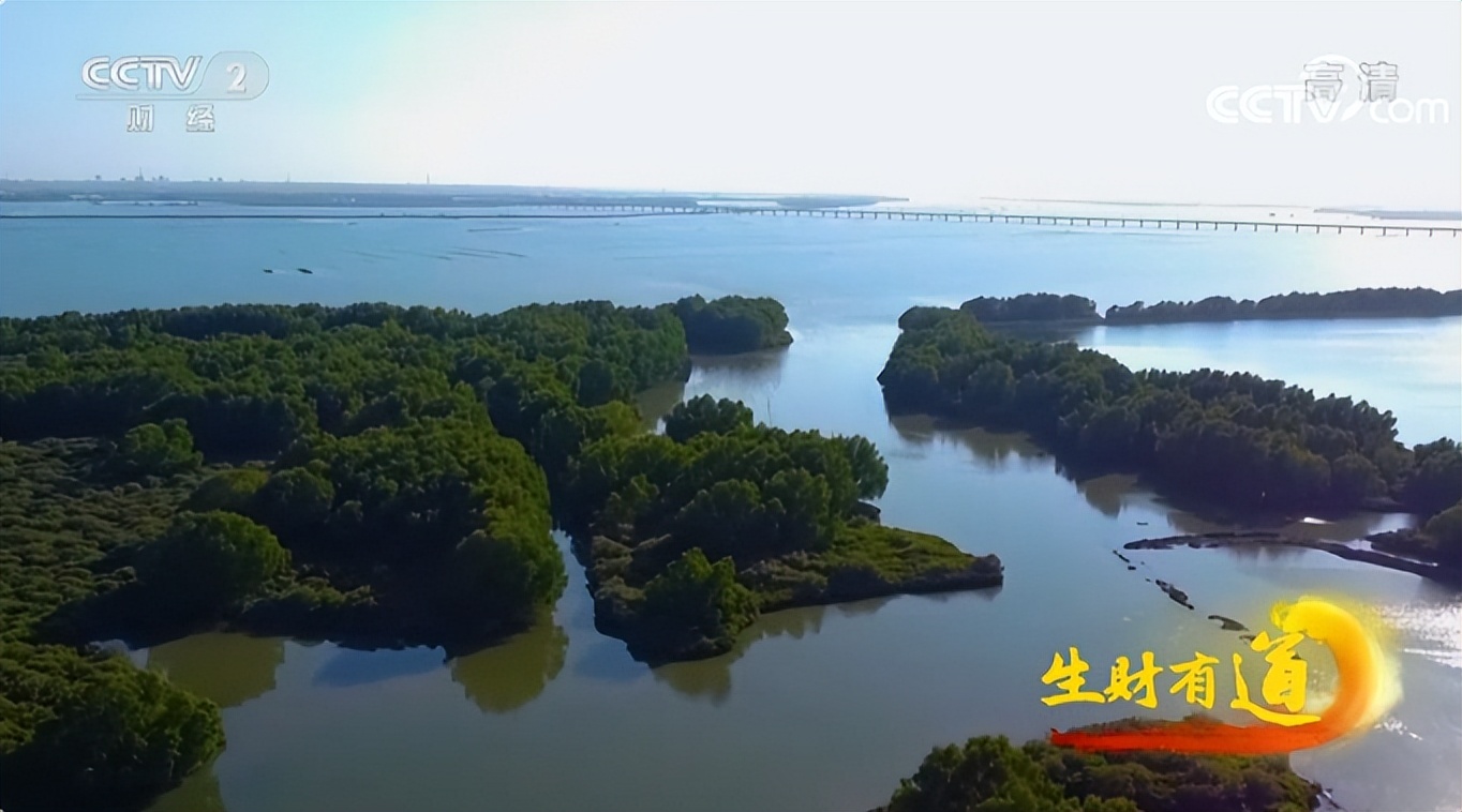 海味鲜，风情浓，不虚湛江行！央视又聚焦港城美食