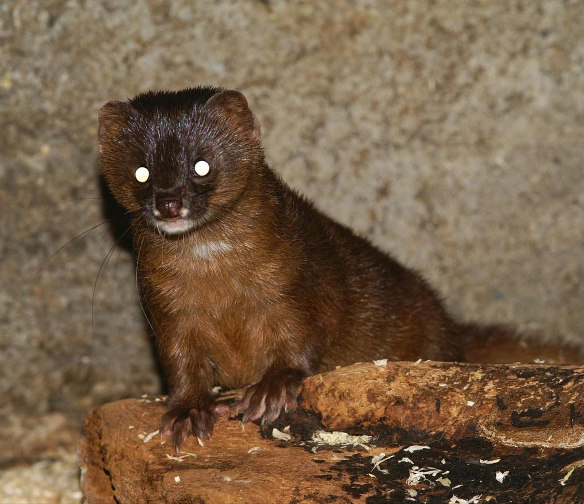 湖北一钓友常被黄鼠狼“打劫”,钓鱼佬被抢劫