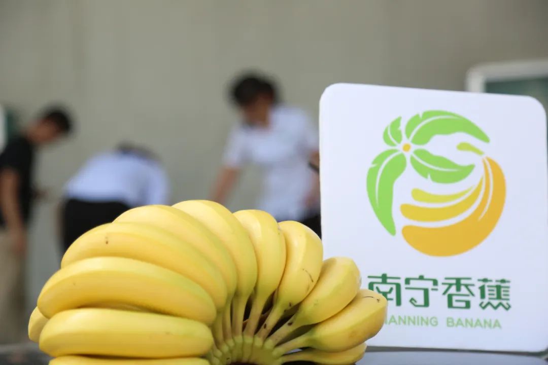 地理标志认证助推南宁香蕉走向全国