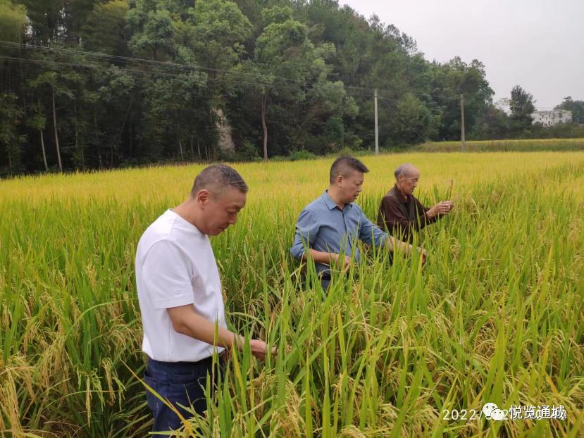 通城石南镇虎岩村,通城县虎岩镇