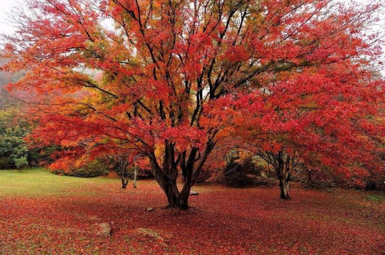 黄石市哪个地方看红叶最好,黄石附近夜景游玩景点推荐