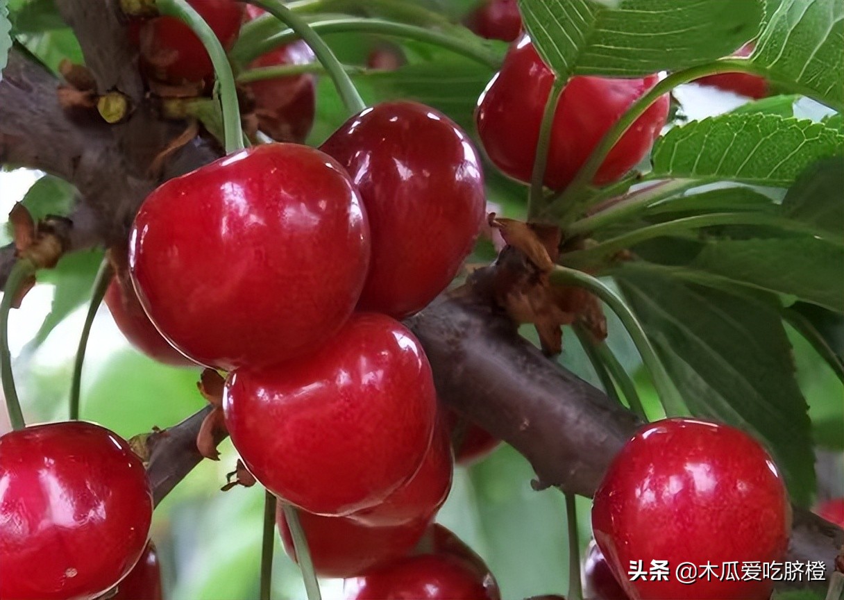 有关喂养的那些小事儿（三）儿童慎吃榴莲