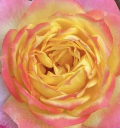 月季品种醉花,月季品种大全及图片欣赏