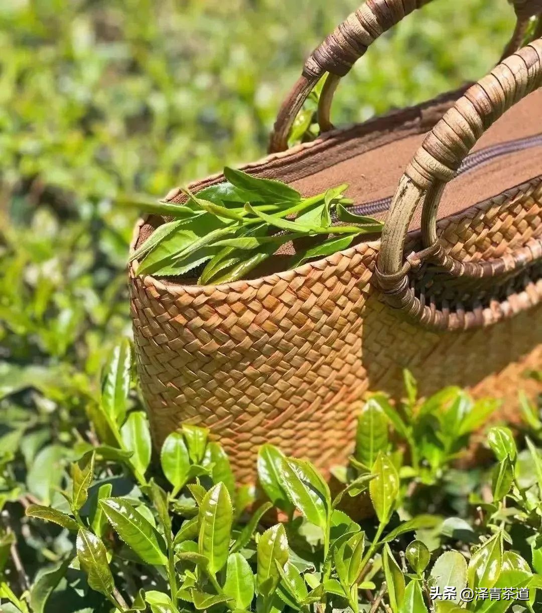 中国茶叶第一产茶大省,陕西中国茶叶第一大省