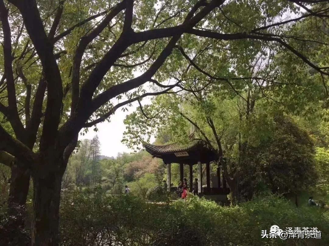 “自古名寺出名茶”，什么样的茶才能称为禅茶呢？