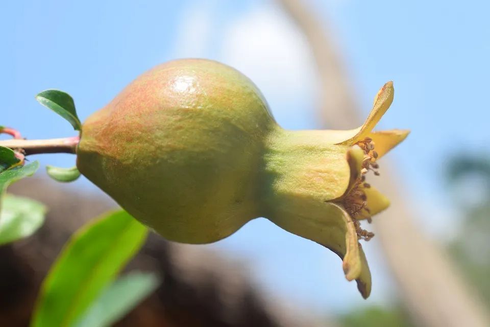 冷知识男士吃菠萝和石榴,冷知识女人吃石榴