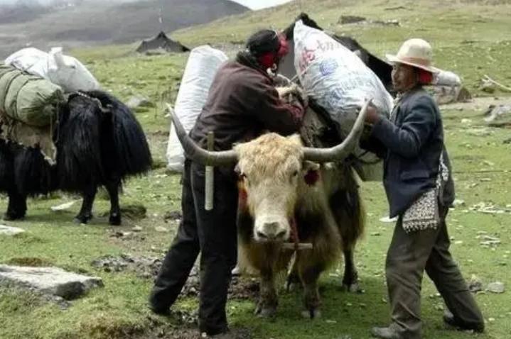 2004年，美国女孩入藏寻根，嫁农村小伙生3女儿，1条围巾卖1万元