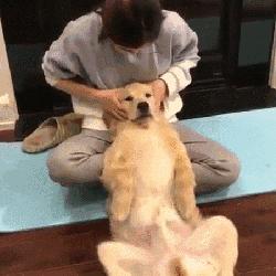 狗狗身上有四处“摸不得”，当心心理问题找上门