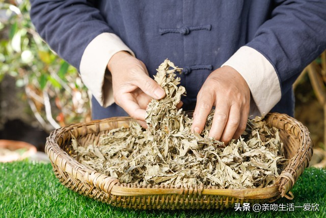 端午节时节的艾叶有什么用处,端午节用艾叶洗澡的好处