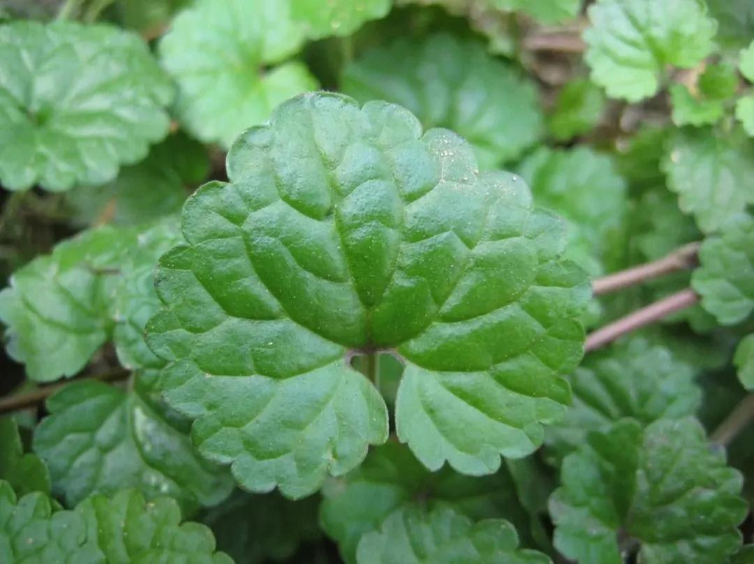 5种药用价值高的野菜,民间有药用价值的野菜