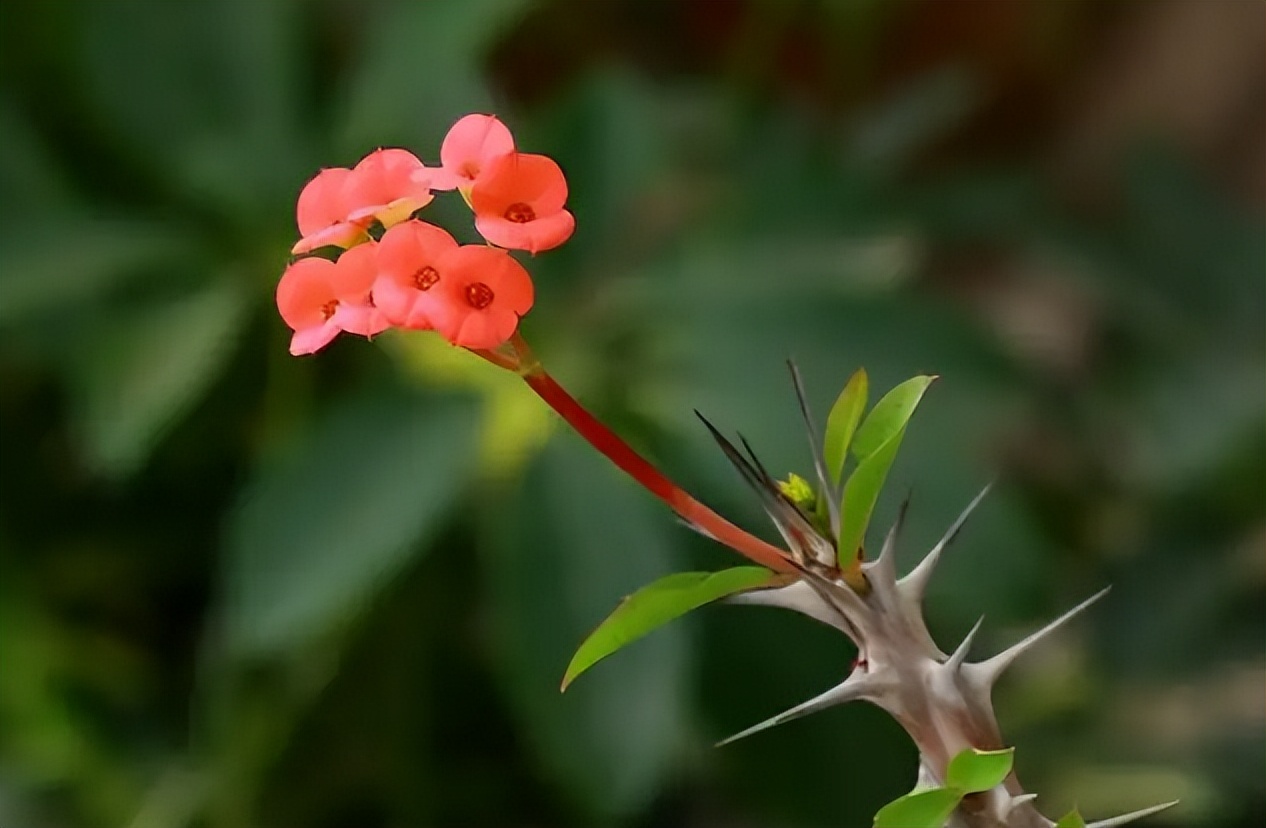 描写春末初夏的古诗词,初夏风光的诗句有哪些