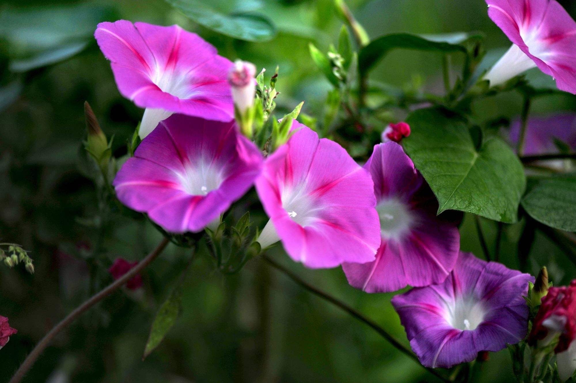 5种漂亮花四季开花,4种漂亮花好养易活